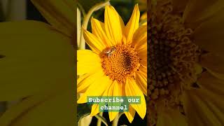trendingshorts maligaimottu song sunflowergarden sunflowerseeds sunflowerqueen