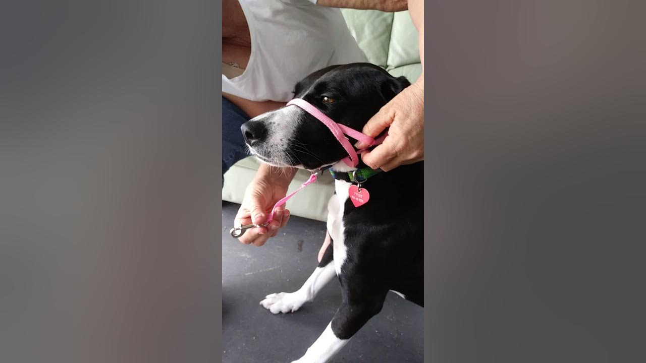 How to fit a Halti Collar YouTube