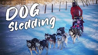 Dog Sledding in Minnesota with Silent Run Adventures