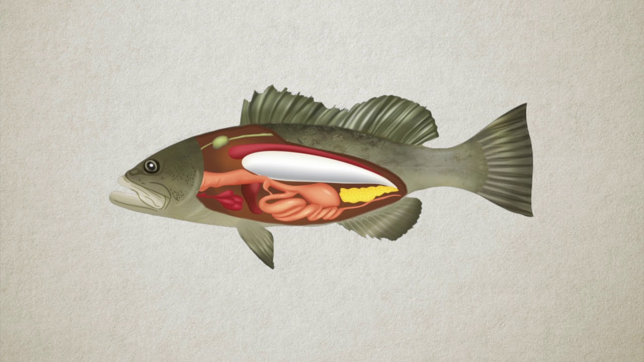 Fish of Florida: Red Snapper (Lutjanus campechanus) Species Profile -  UF/IFAS Extension Collier County