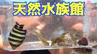 真夏の海に潜ったら伊勢海老やウツボがいた！！