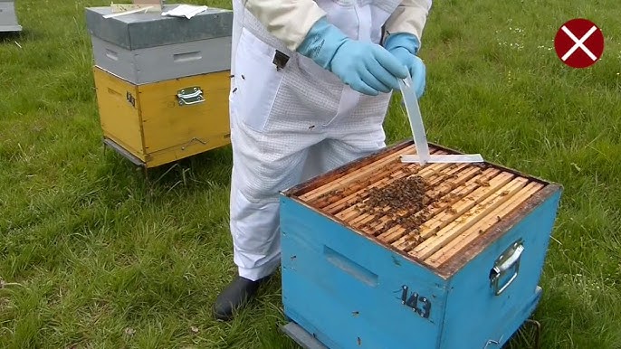 Sublimation d'acide oxalique: un guide pour les apiculteurs