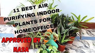 Exclusive 11 indoor air purifying plants|NASA approved air purifying plants|Best indoor air purifying plants Profile