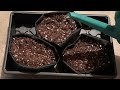 What to Do During the Cannabis Seedling Stage