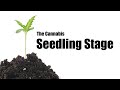 What to do during the cannabis seedling stage