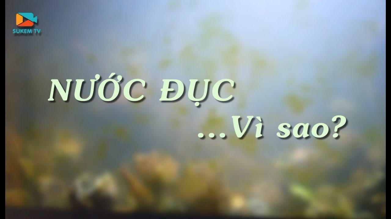 Tại sao nước bể cá bị đục - Cách khắc phục - Cách giữ... - youtube