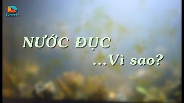 Tại sao nước bể cá bị đục - Cách khắc phục - Cách giữ nước hồ cá luôn trong vắt - Turbid water
