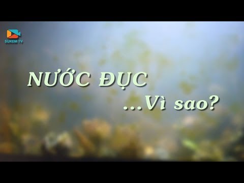 Video Tại sao nước bể cá bị đục - Cách khắc phục - Cách giữ... - youtube