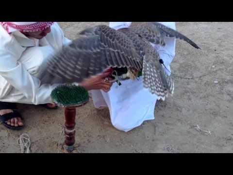 تصویری: Saker Falcon: عکس و توضیحات