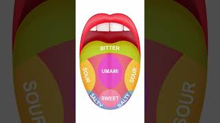 Taste buds of Tongue #neet #neetbiology #human #biology #medical #study