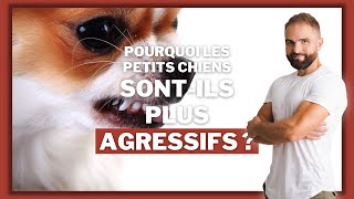 Pourquoi les petits chiens sont souvent agressifs ?