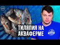 Тиляпия на нашей Акваферме!