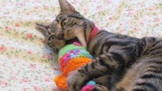 Cat kills woollen fish by Yvonne G Witter 158 views 11 years ago 2 minutes, 8 seconds