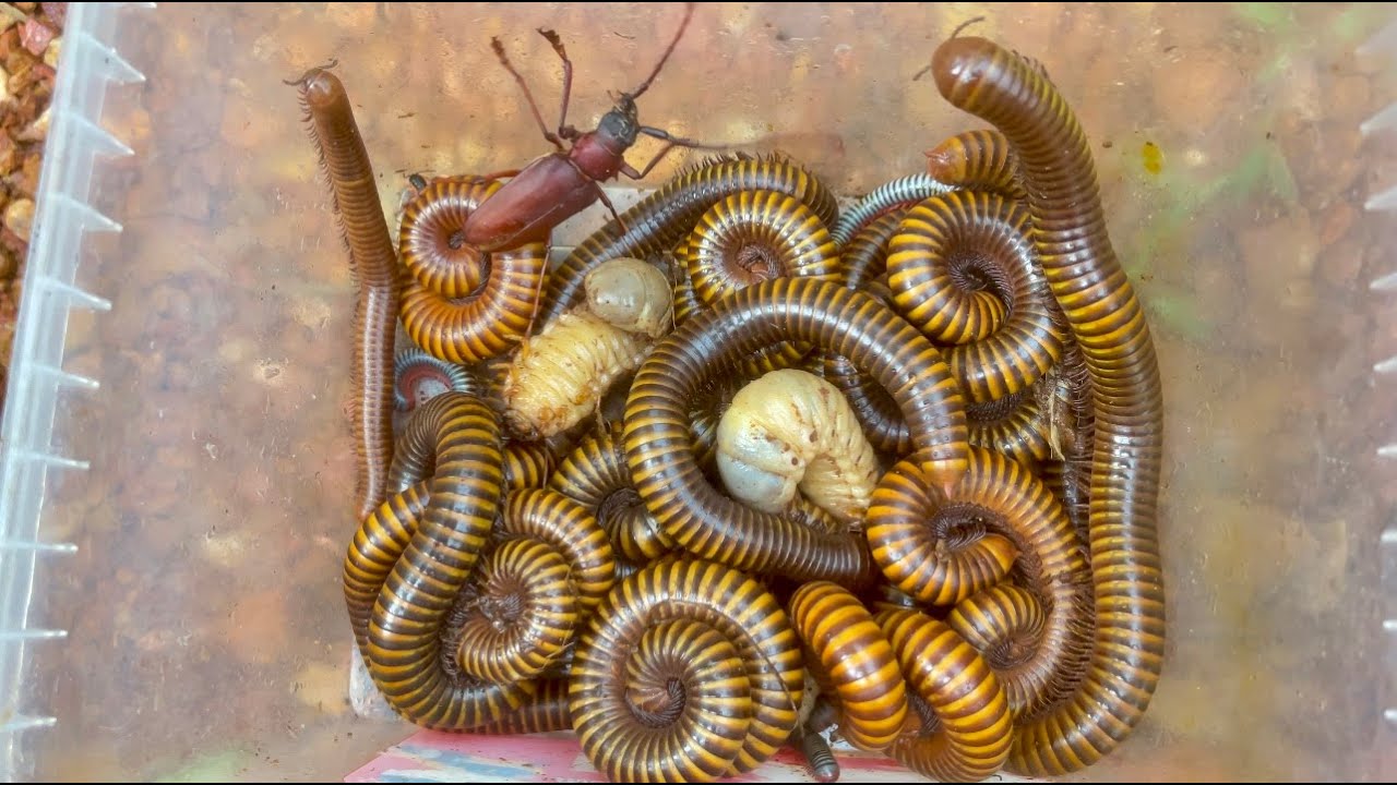 На природе можно увидеть множество гигантских многоножек, улиток, краснопятнистых многоножек и ма...