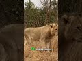 Buffalo Attacks Lion! Survival's Brutal Decision: Strike or Silence? #shorts