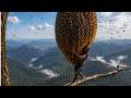 One small mistake can be fatal — climbing a tall tree to harvest a giant beehive as big as a person