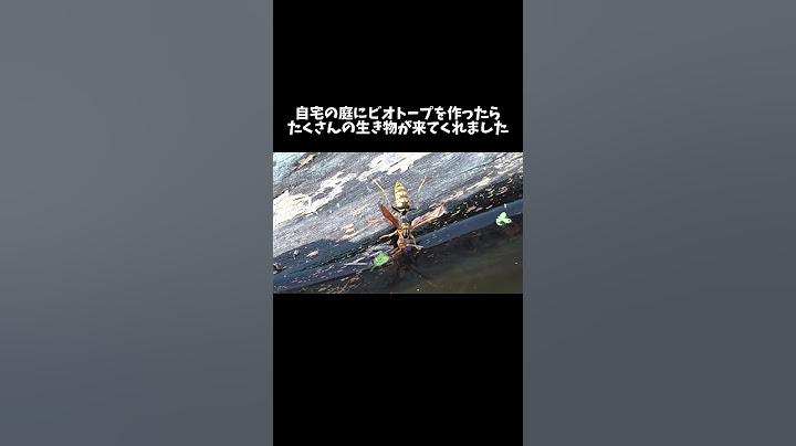 自宅の庭でビオトープを作って生き物を観察　#shorts