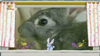 The amazing world 2006 Rabbit - YouTube