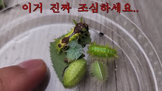 피해자가 많네요..스쳐도 100% 극심한 통증에 병원 찾아가야 할 수도 있으니 주의하세요!!