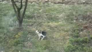 приколы с котами. Падение кошки с дерева приколы с котами. Падение кошки с дерева