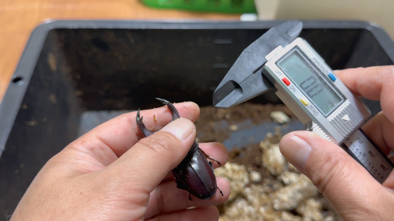 ぼちぼちいろいろ仕上がってきつつある