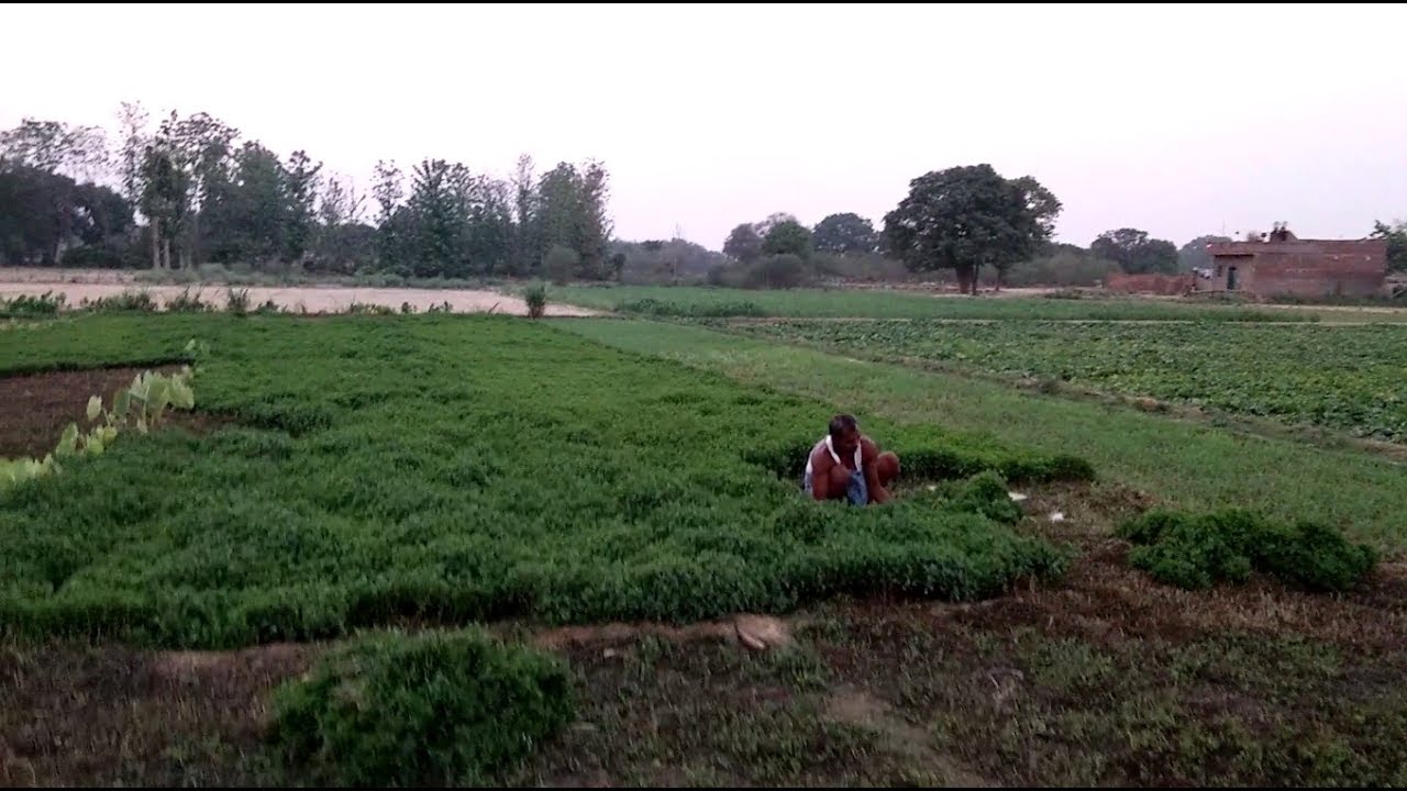 peppermint pudina farming in outside villages youtube