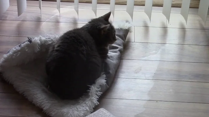 Video 11343741: american hair, kitten living