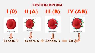 Группы крови. Реакция агглютинации. Резус-фактор. Схема переливания крови.