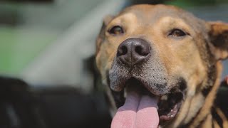Meet Rocky Our Furry Friend of the Week