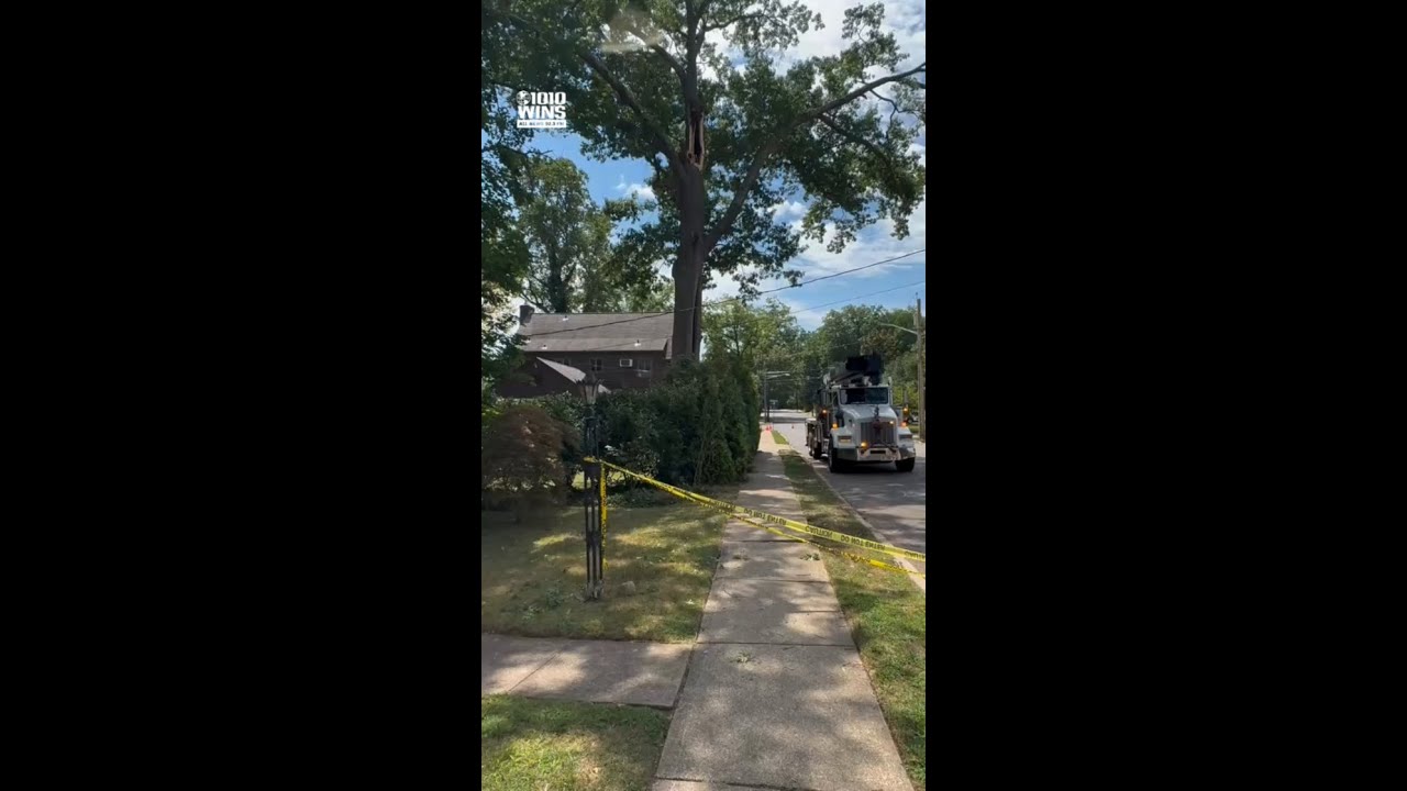 Falling tree branch seriously injures 2 women in NJ, crushes Tesla