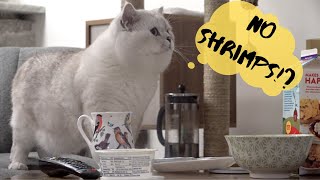 Cat Apollo doesn't get shrimps for breakfast | Lots of meows