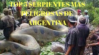 TOP 5 SERPIENTES MAS PELIGROSAS DE ARGENTINA| serpientes argentinas
