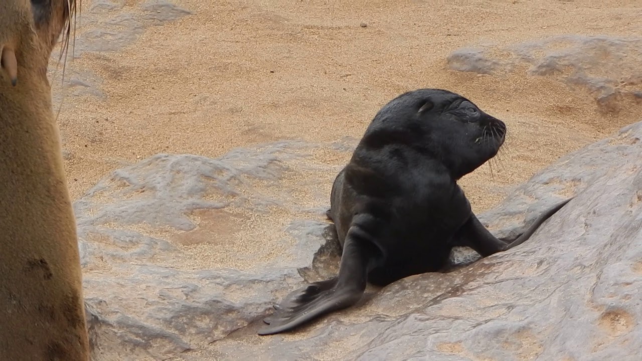 Namibia ,Cape Cross Seals