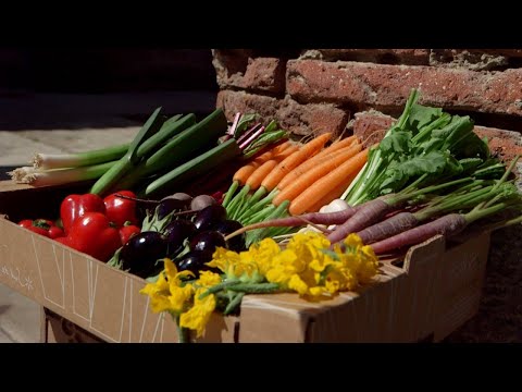 Vidéo: Qu'est-ce que les bébés légumes : informations sur la culture de légumes miniatures