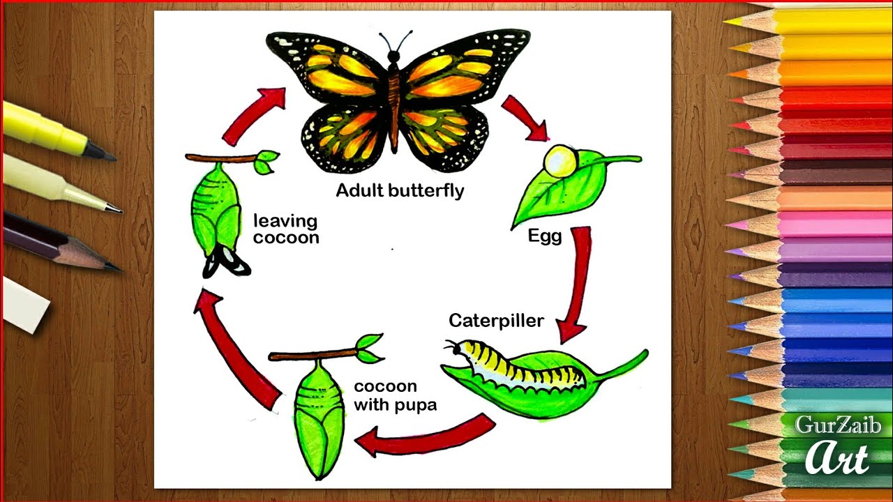 How to draw Life cycle of butterfly Diagram drawing || step by step ...