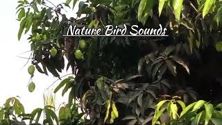 Nature bird sounds 5 minutes by NATURE'S BEAUTY  177 views 1 month ago 6 minutes, 1 second