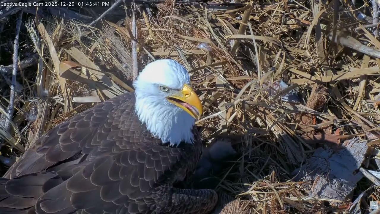 12.29.2025 - 2 Egg! | Captiva Eagle Cam | PTZ Cam | Connie & Clive | Chat Enabled 