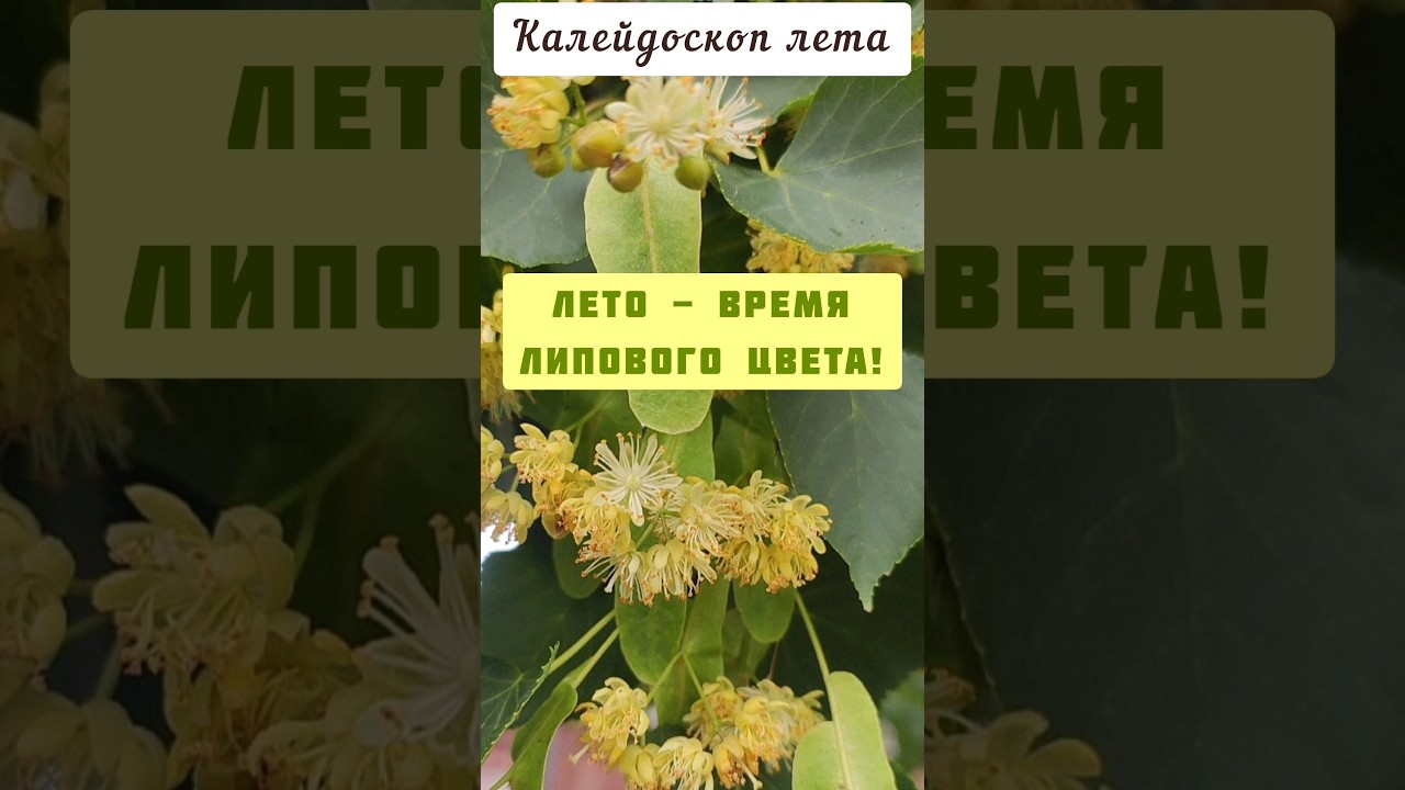 Липа. Целебный калейдоскоп... Липов цвет как применять?