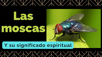 ¿Qué significa que una mosca zumbe fuerte?