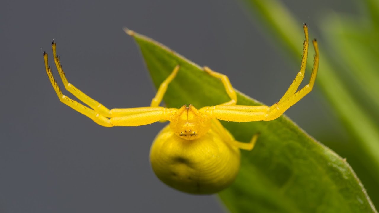 Photos From Big World of Small Creatures. Part 38.