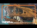 Skull of rare new genus of Tyrannosaur presented in Colorado