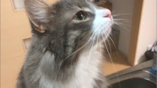 流水で遊ぶ猫 ノルウェージャンフォレストキャットCat try to grab flowing water.Norwegian Forest Cat.
