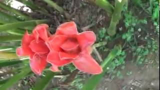 Heliconia Flower Cultivation