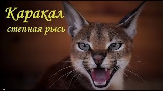 Каракал-степная рысь(Порода кошек каракал — это экзотическое животное, и стоит оно не дешево. В среднем стоимость домашней рыси..., 2015-03-06T16:52:03.000Z)