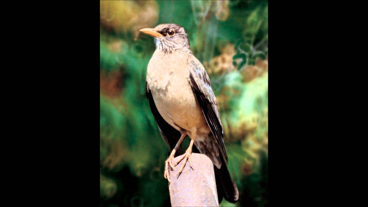 SOY UN  ZORZAL Hilario Cuadros Vals   Cantares de la Cañadita