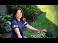How To Plant Gorgeous Window Boxes // Gardening with Creekside
