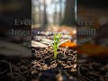 Even the tallest tree began with one small seed. #ai #aishorts #inspiration #quotes #mindset #sel...