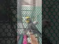 Cutie birds Couple
