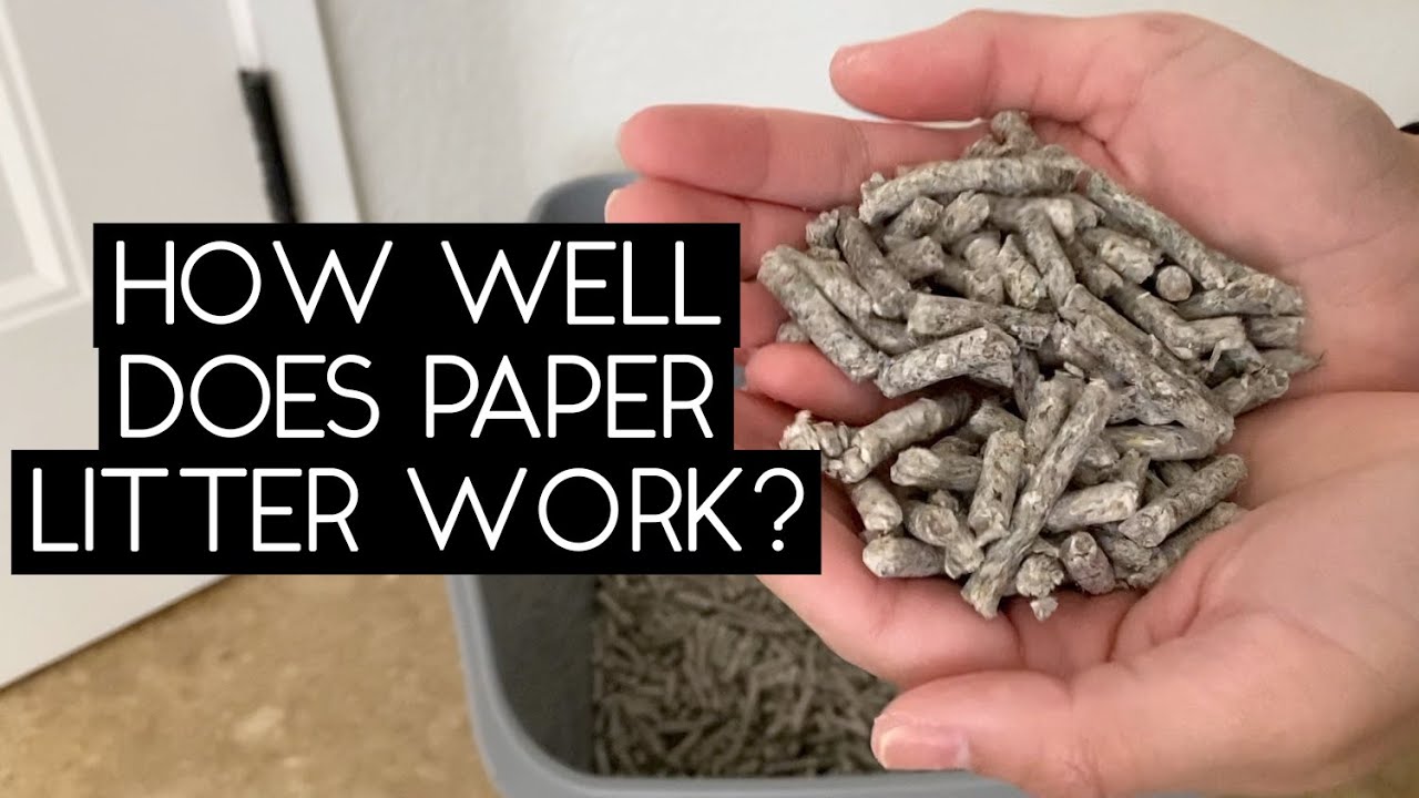 How To Scoop Paper Litter