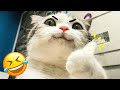 Funny petss   dogs  cats  and more